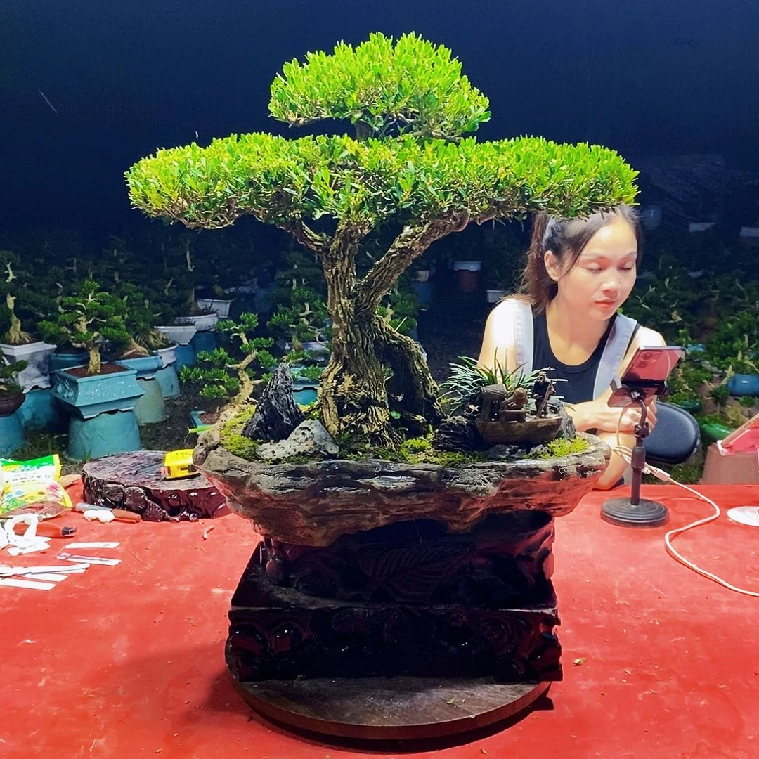 当前无花朵，栽培后可花朵