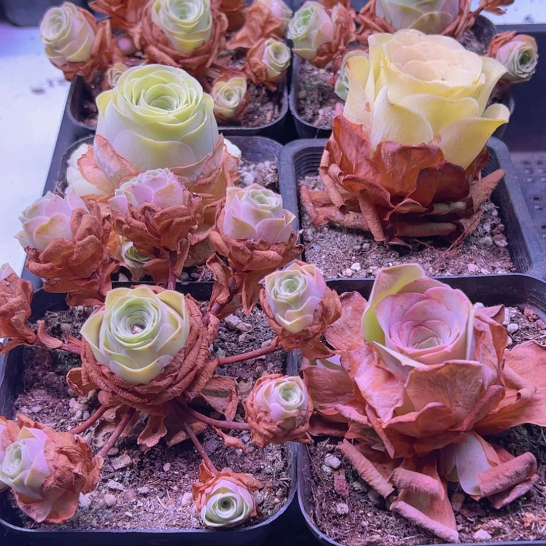 1094 山地玫瑰一物一拍无售后