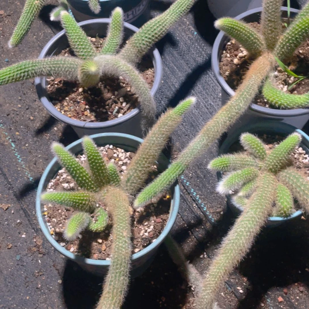 夜***景九尾狐群生一物一拍