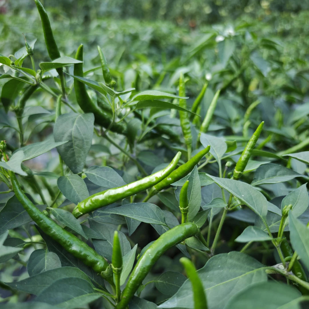 贵州农家露天种植 朝天椒 小米辣椒 特产