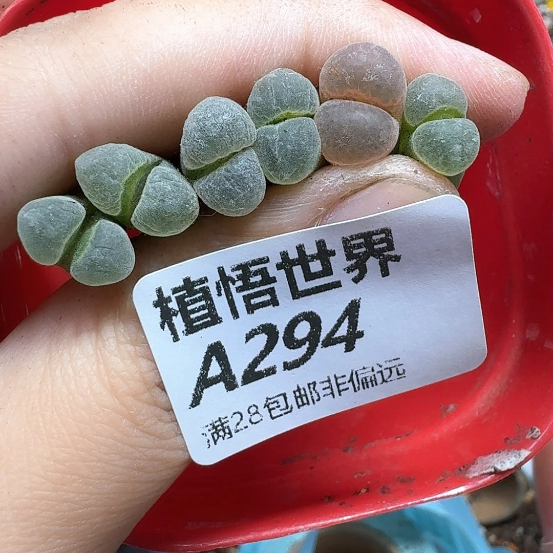 多肉植物的润泽fgh