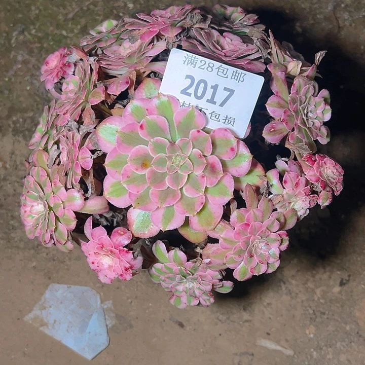 2017红铜白多肉植物