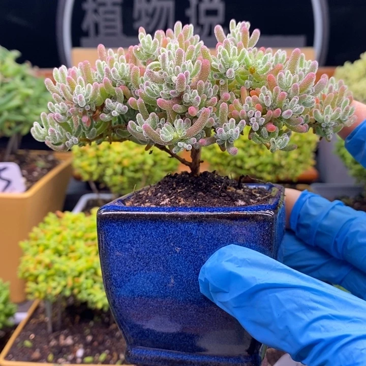 无花朵174冰晶。