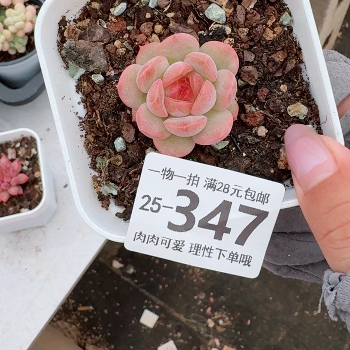 琴心无盆土发货多