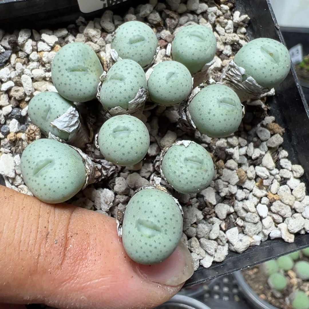 【闪购商品】 1247。