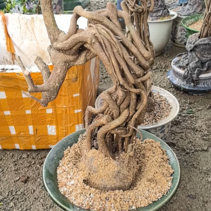 向***福东风桔两个土球包邮
