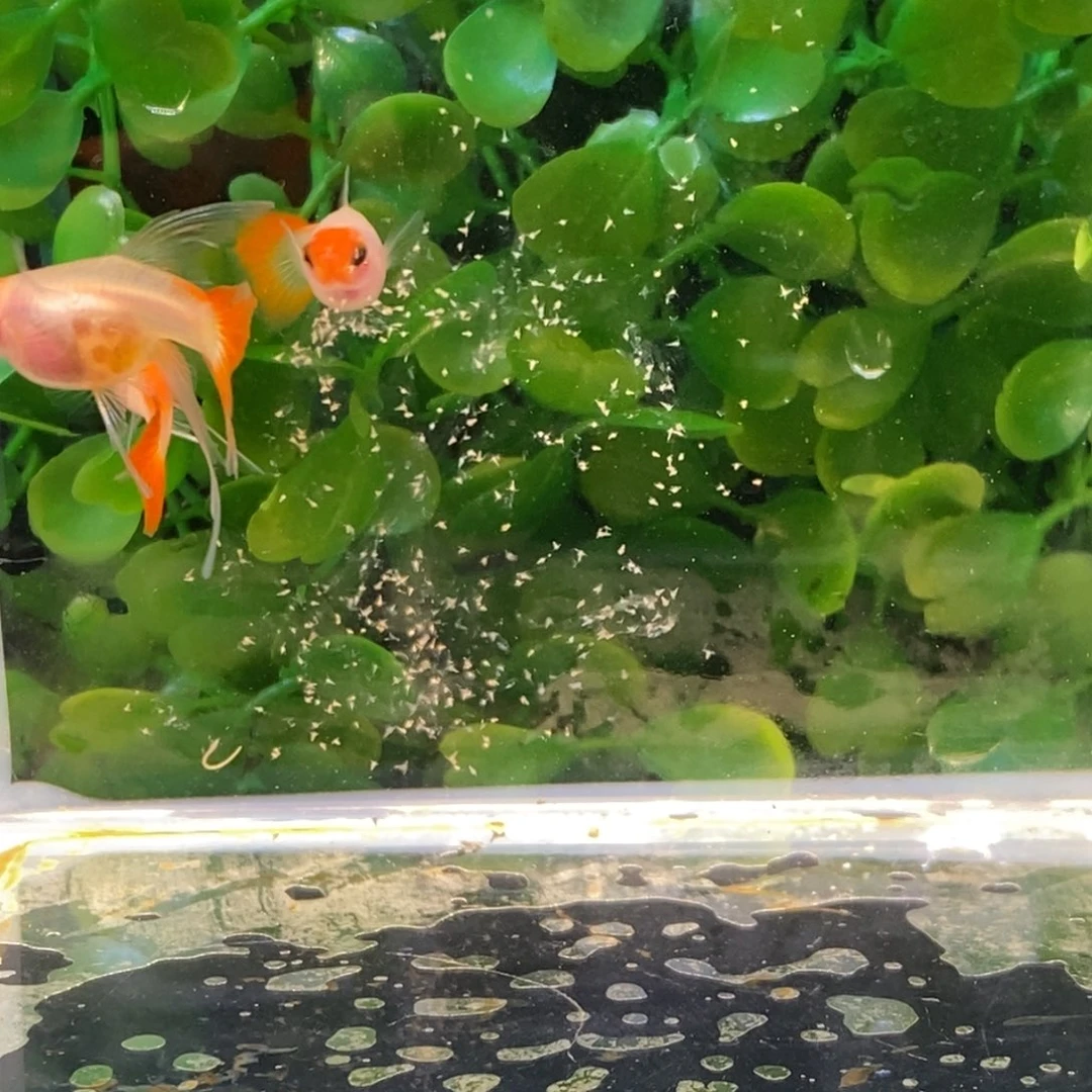 孔雀鱼黄化深海蓝红头玻璃c一对加一普通