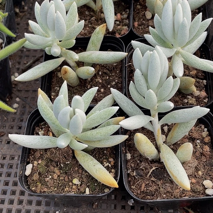 银月3.8带盆土发货