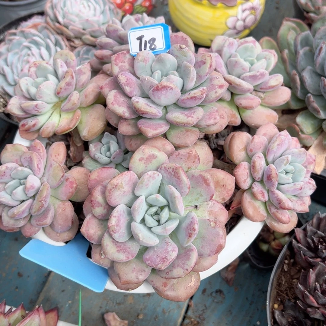 平***乐精品多肉植物老桩