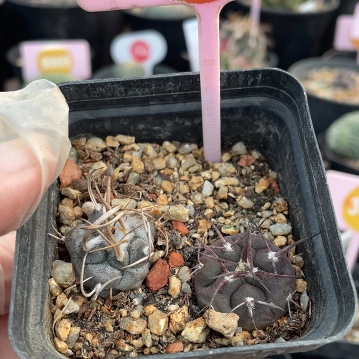 实生仙人球266500000