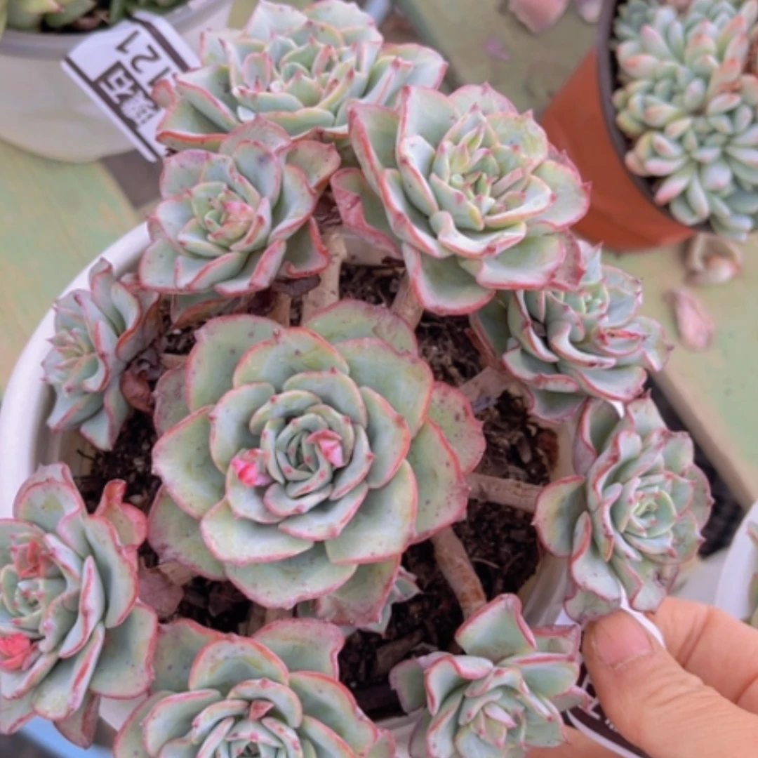 【闪购商品】奶油黄桃31122