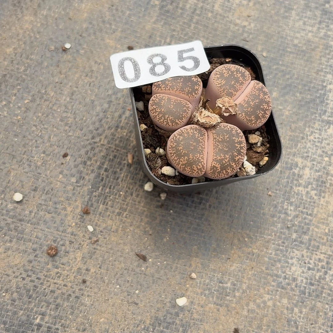 生石花一物一拍085