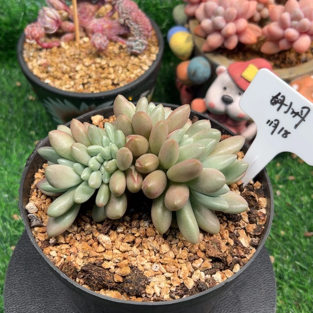 一物一拍链接，胡小丹