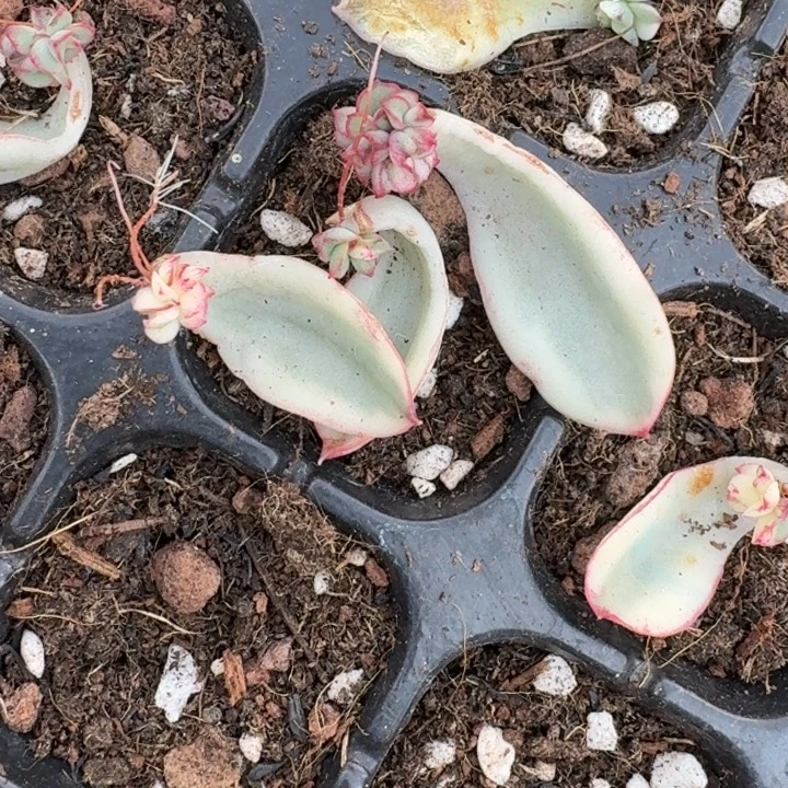 红花女王一物级别