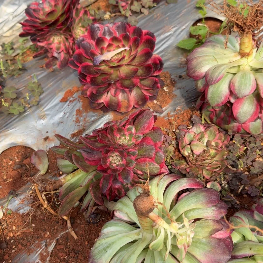 9.9云和手捧啊啊啊啊啊