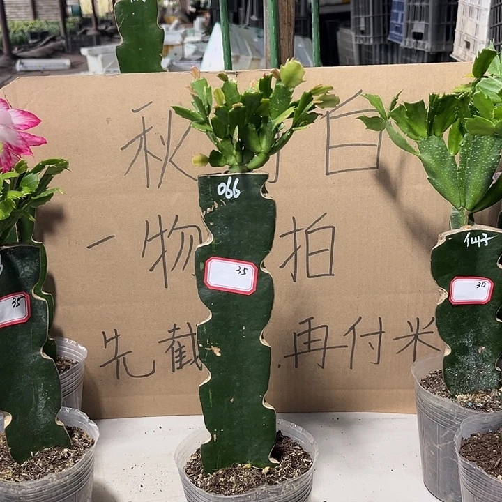 小***️当前无花朵，栽培后可花朵066