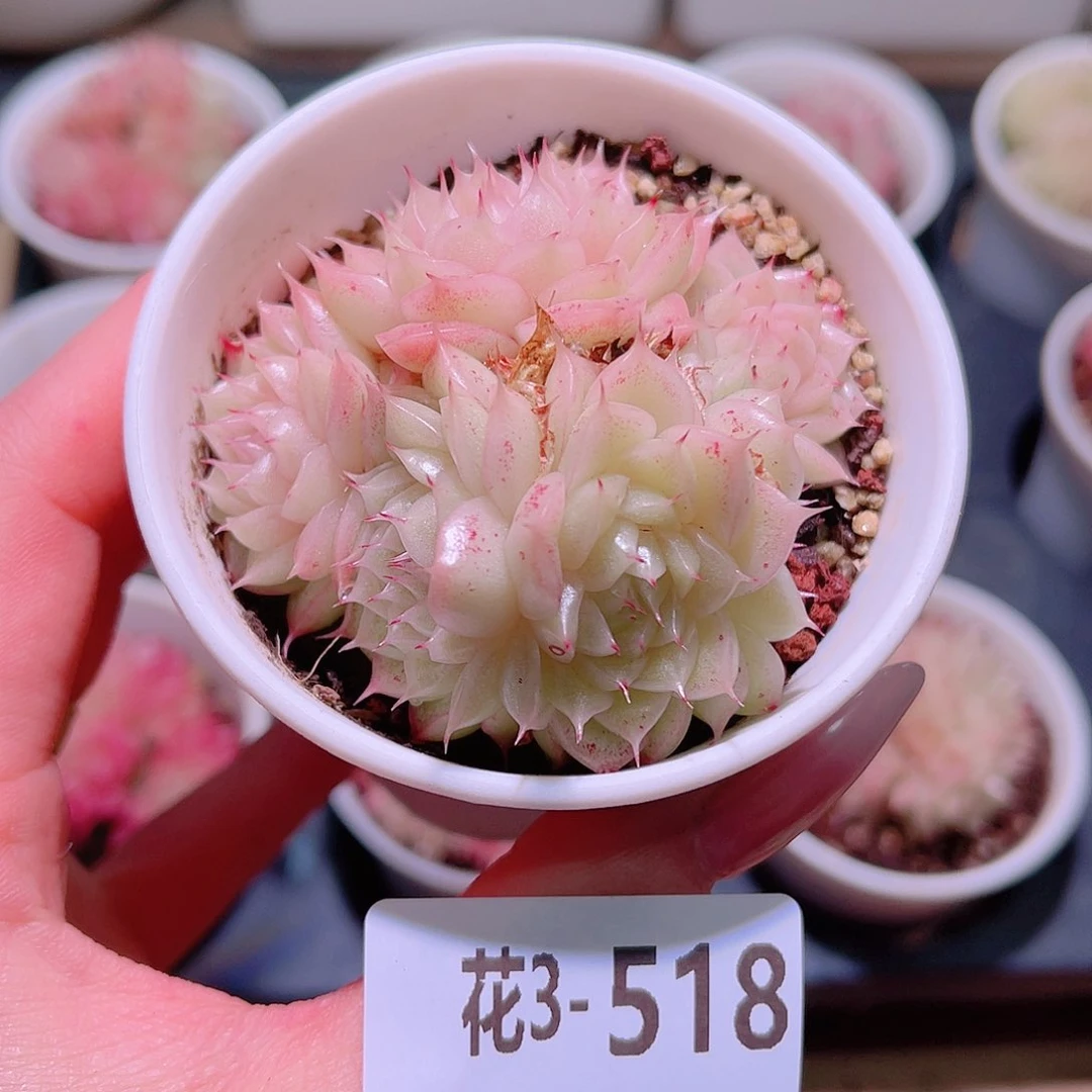 花利美3-518海王