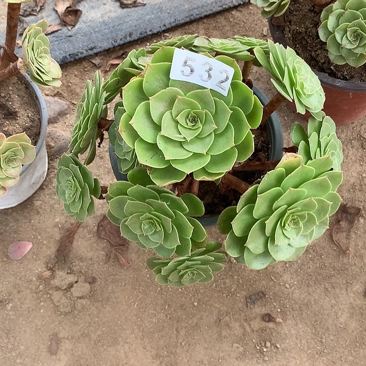 多肉植物万圣节532号