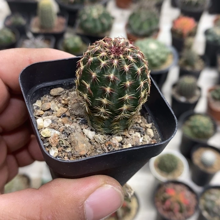 实生红刺青花虾特价