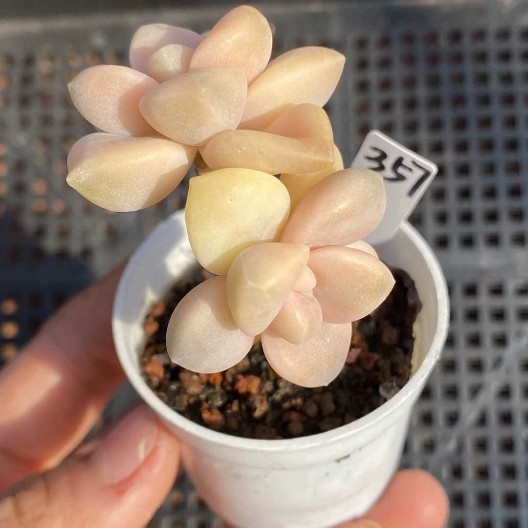 【满9.9包邮】美杏锦4cm多肉植物以直播间展示为主