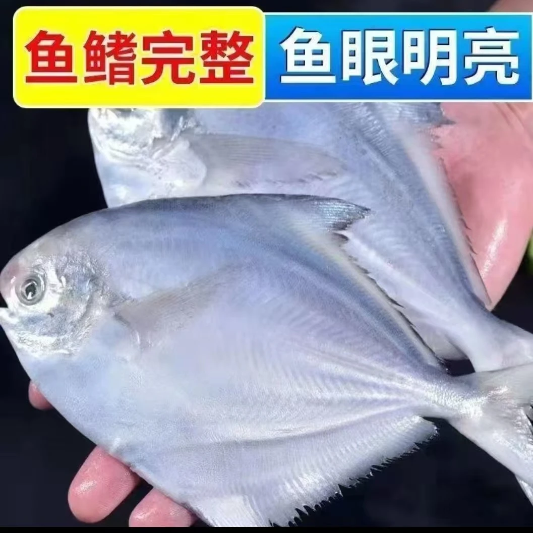 鲜小鲳鱼(2斤)无冰