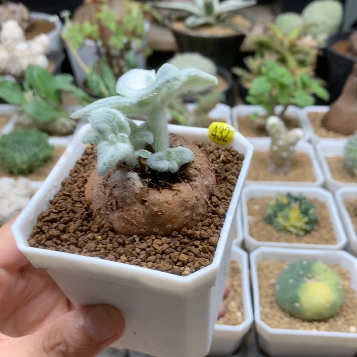 红花断崖女王带盆432