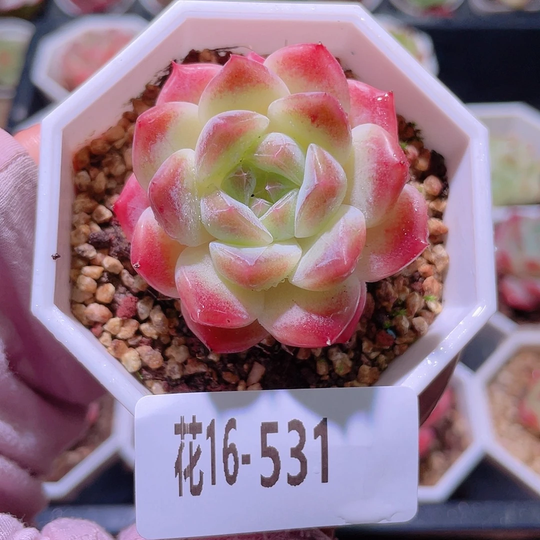 花利美16-531秘境冰魄