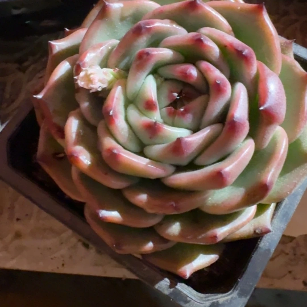 景色秀丽多肉（38包邮偏远地区128包邮