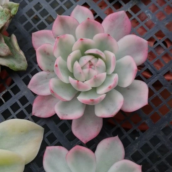 粉水晶白覆轮锦砍头
