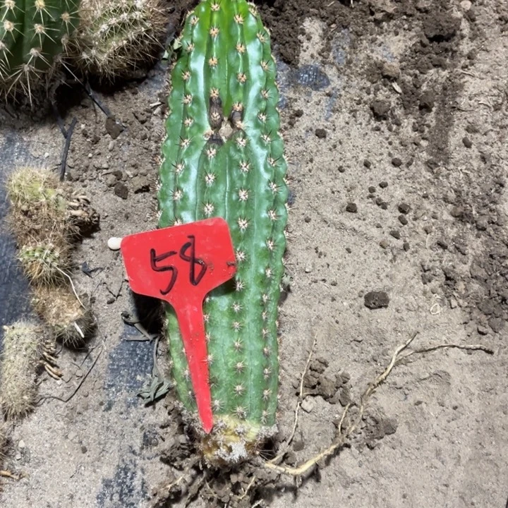 清***泉妹妹的超级杏有斑58号