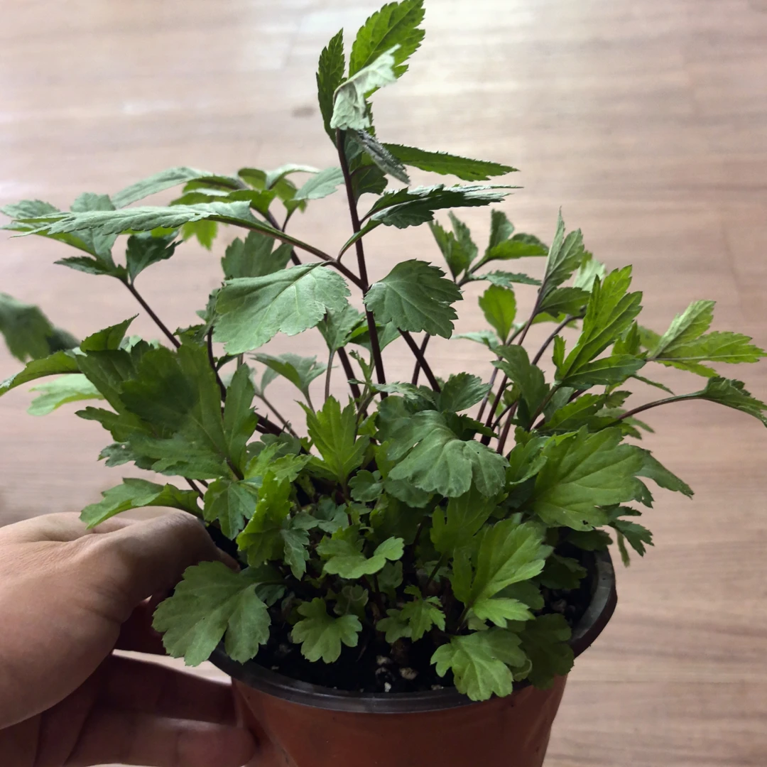 云南野生红芹菜 红毛芹真珠菜小苗新鲜蔬菜四季可种可食用盆栽