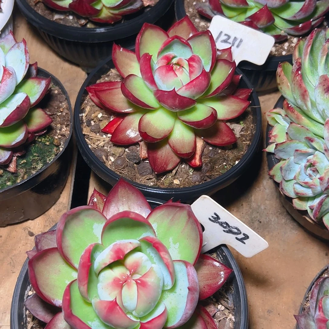 惊鸿仙子3091.1211号