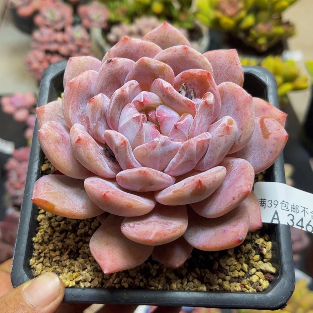 3460橙梦露10cm多肉
