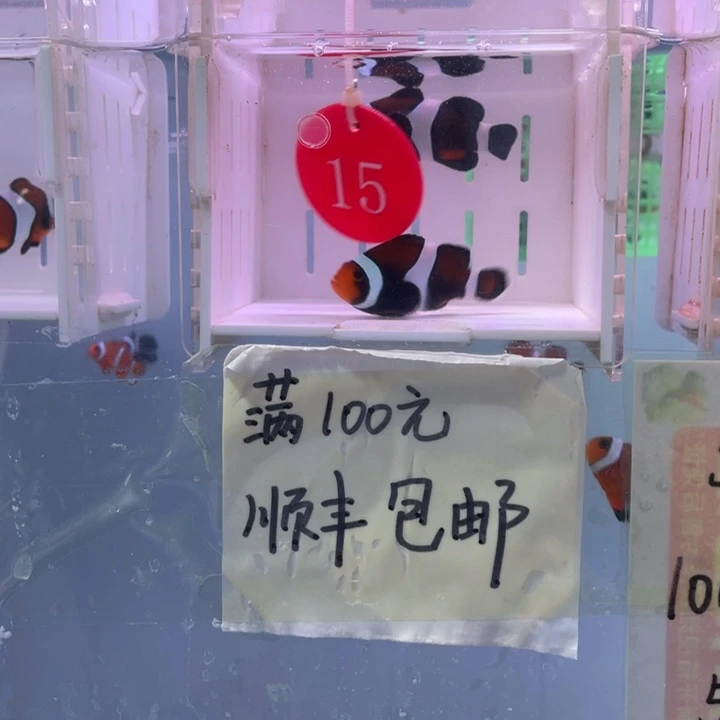 海水鱼精品玛瑙一对4+配5+