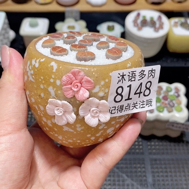 带盆土植物 精美盆栽8148