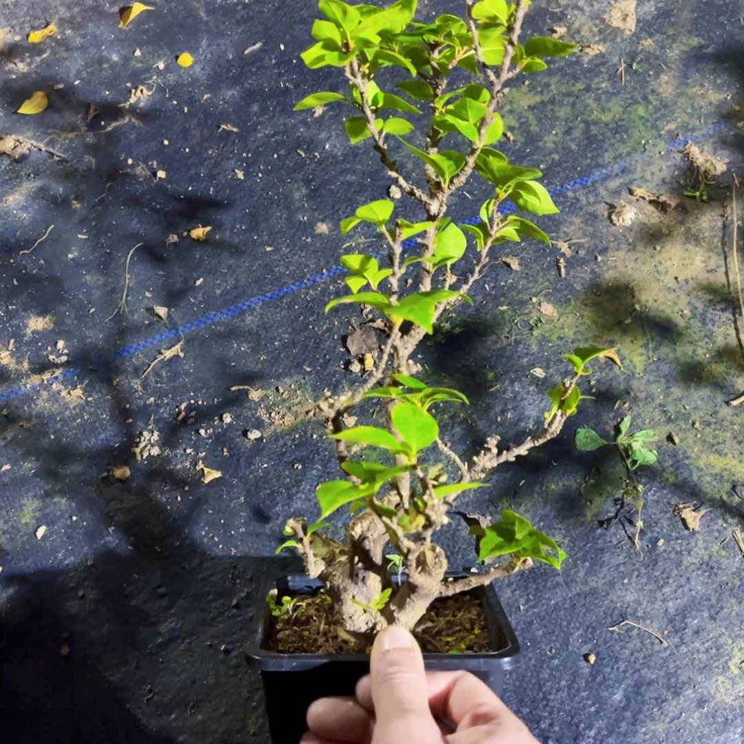 无花朵好**生小桃红老桩