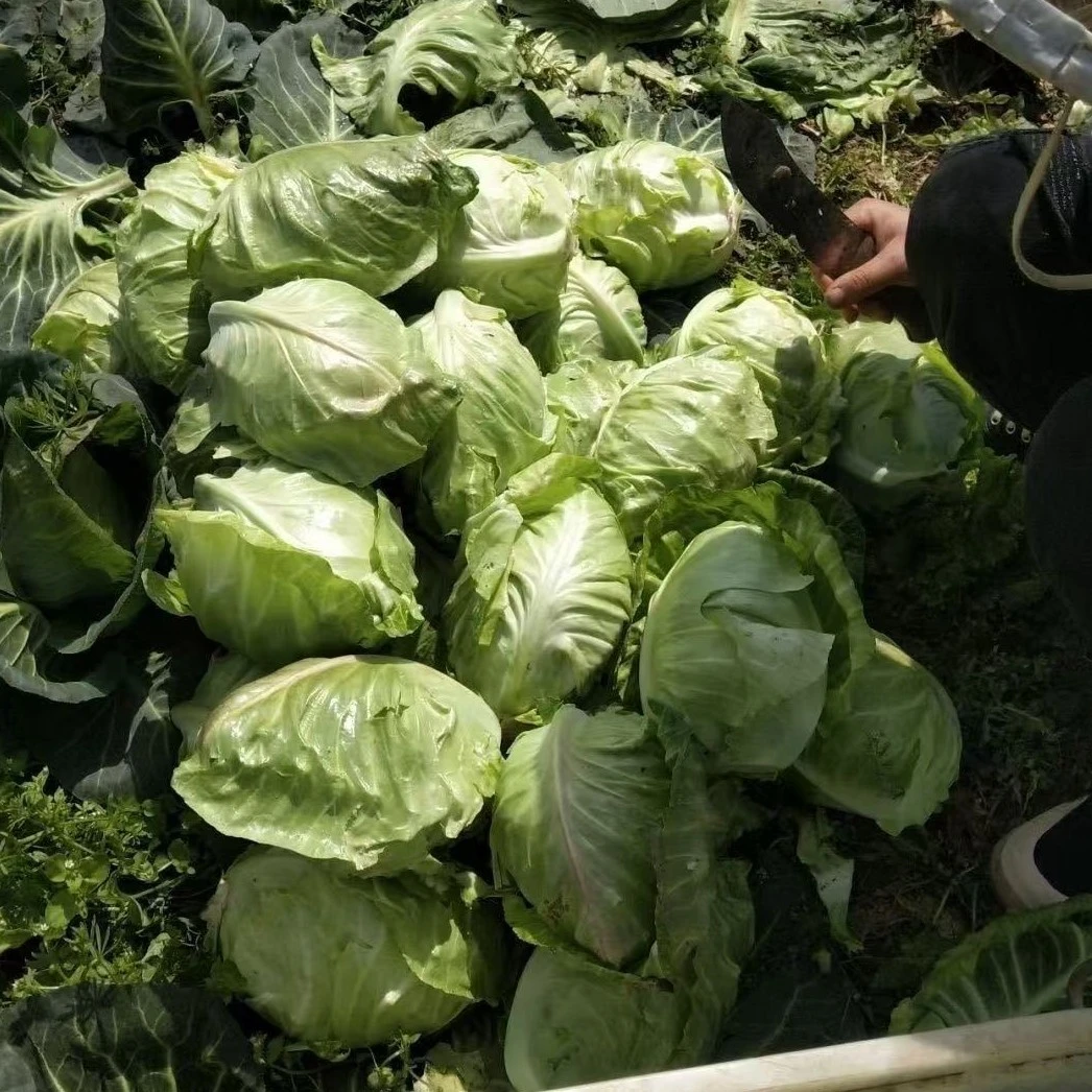 农家牛心包菜现摘现发水嫩多汁老乡自产自销