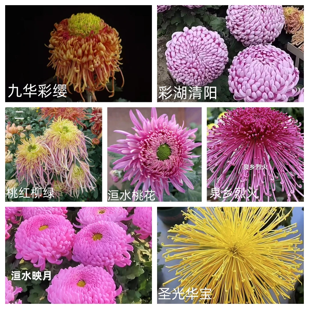 七棵七品【桃红柳绿+清阳+九华彩缨+泉乡烈火+桃花+映月+圣光华宝】