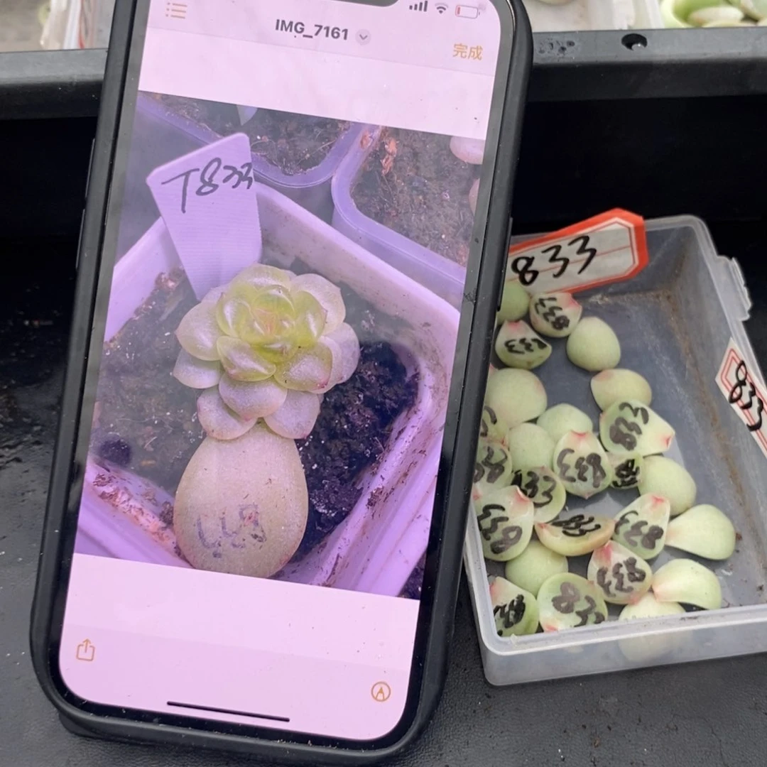 甜心833叶片一个