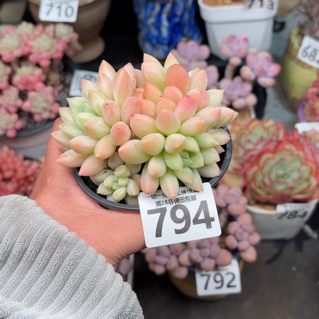 星空美人无盆土发货