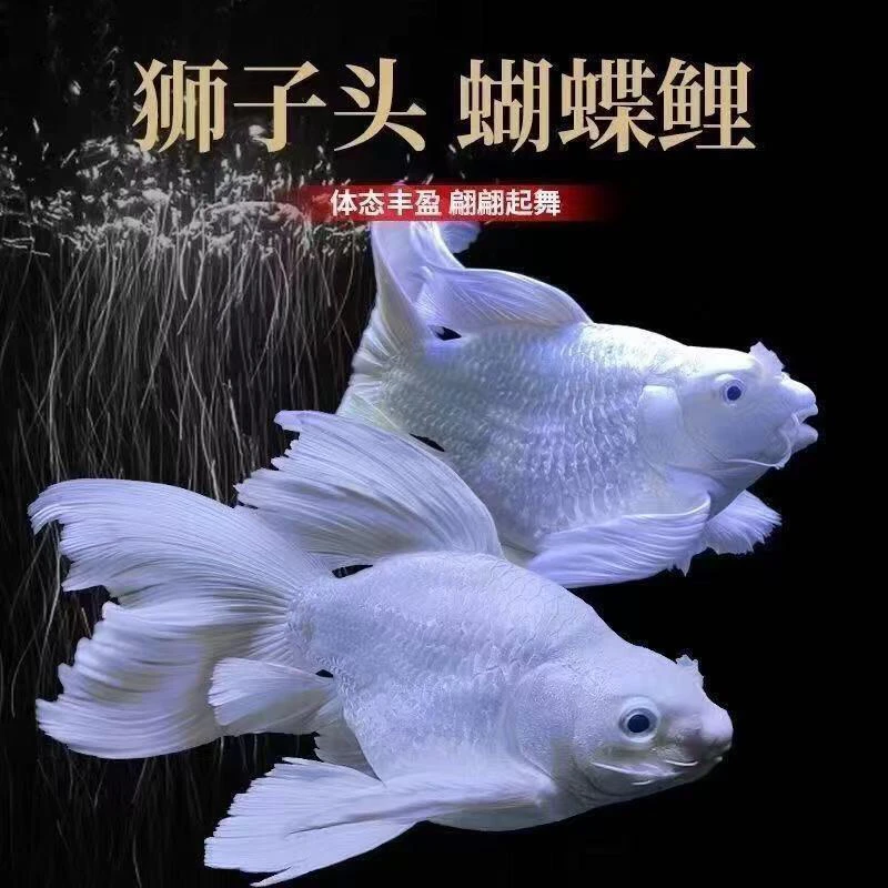 台湾白蝴蝶鲤观赏鱼冷水鱼好养耐活鱼