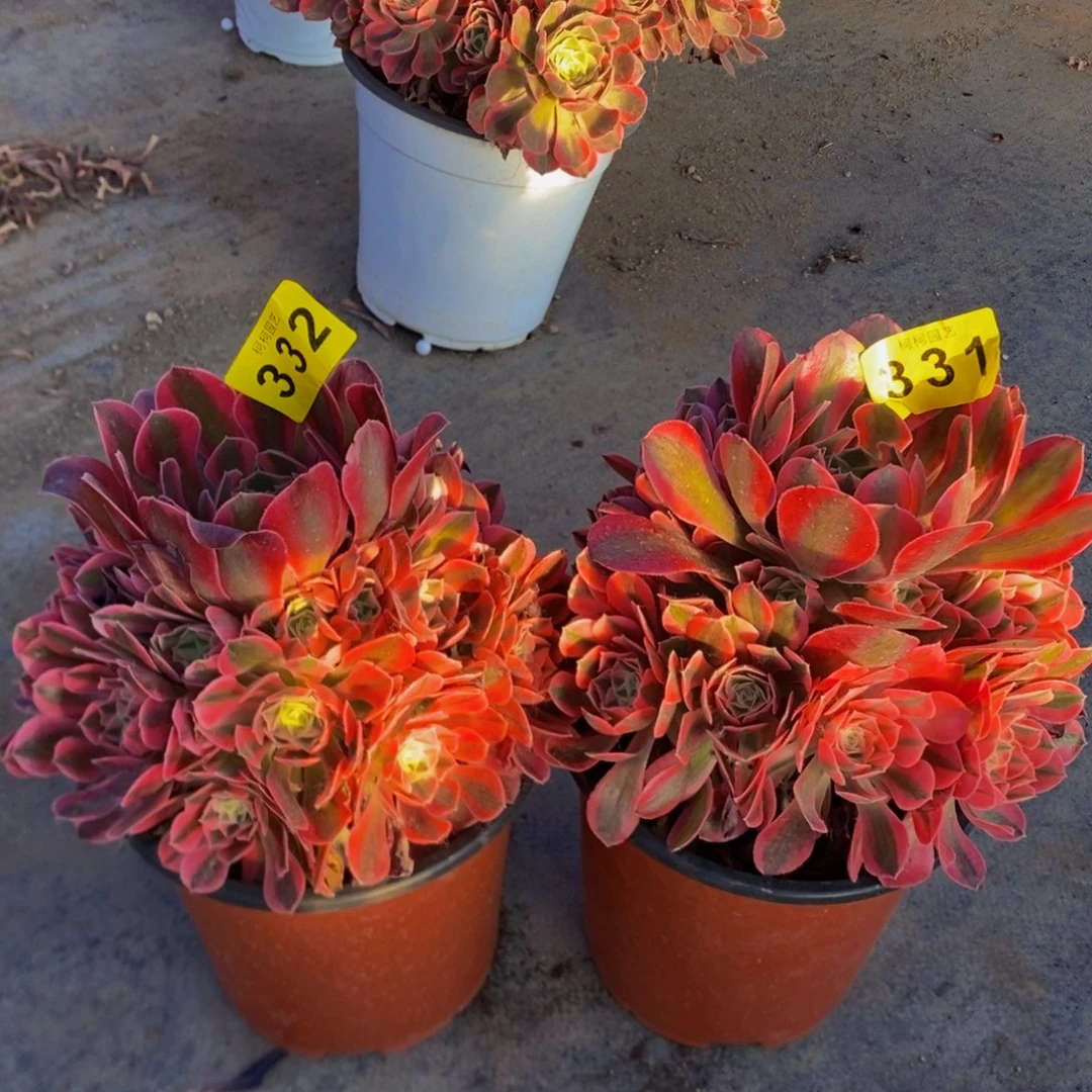 温***双多肉粉女巫332、331