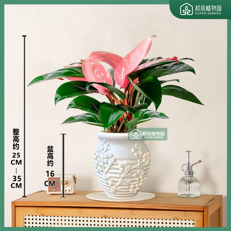 粉钻粉公主蔓绿绒绿植室内盆栽客厅高级土培好养活桌面花卉绿植