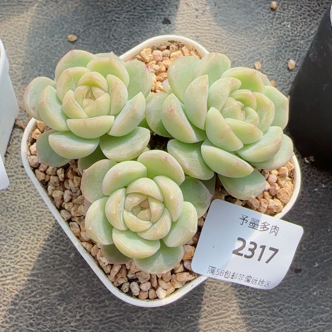 流心珍妮，2317多肉植物