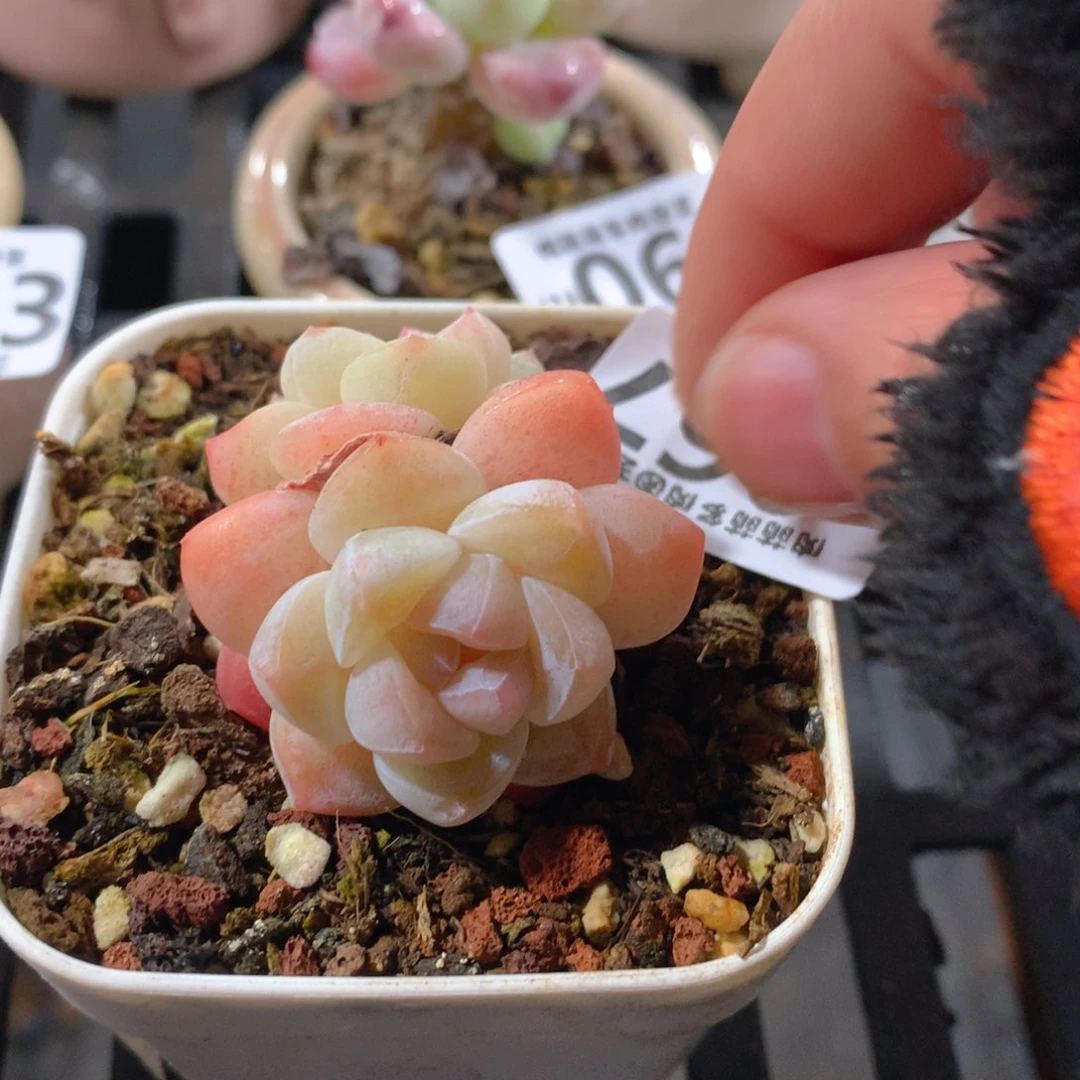 肉萌萌拇指盆精控多肉YU067