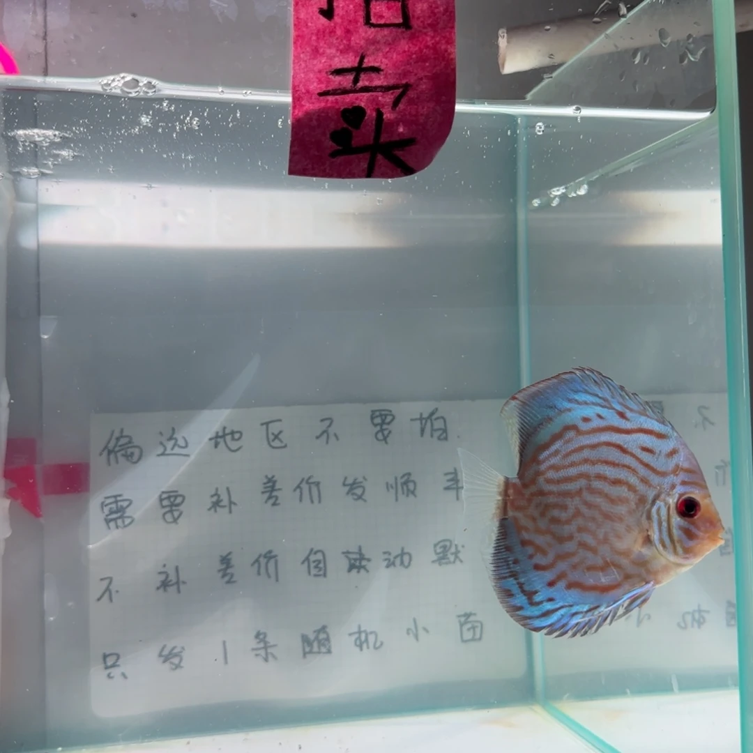 七彩神仙鱼肉身7-8左右，偏远地区不要拍