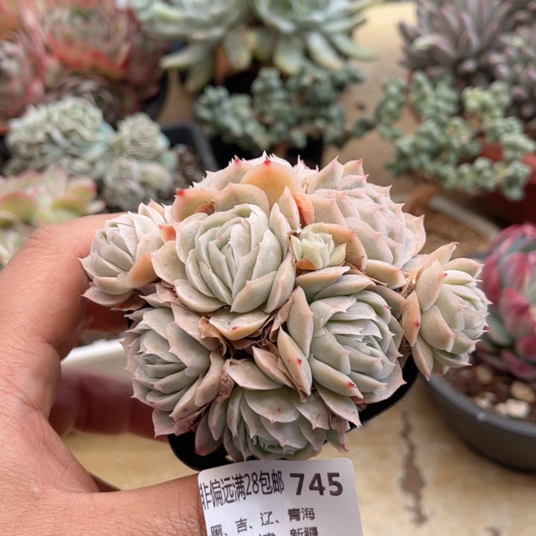 【闪购商品】745西娜