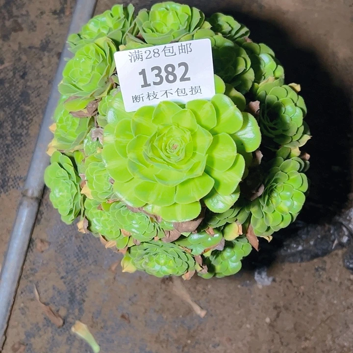 1382翡翠琉璃多肉植物