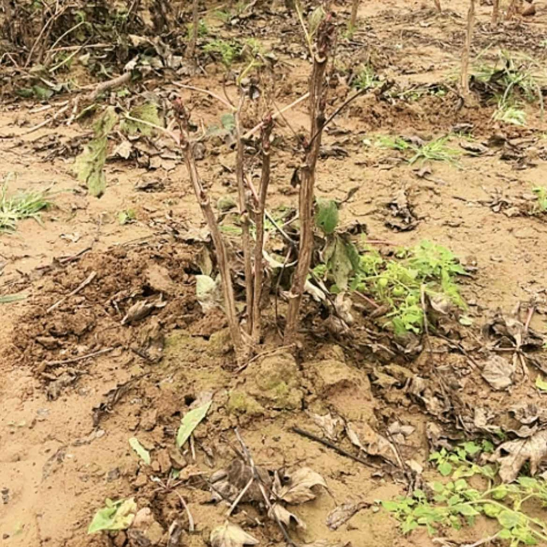 【闪购商品】完全开放花王