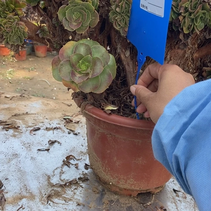 众***芹223玫瑰玫瑰玫瑰玫瑰